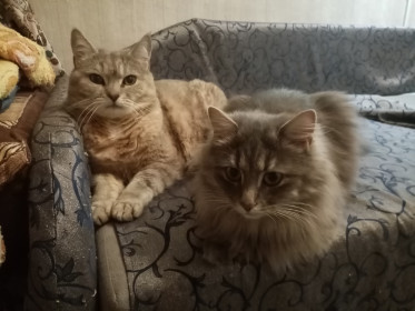 Кошки Соня (16 лет) и Буся (2,9 месяца). г. Москва
