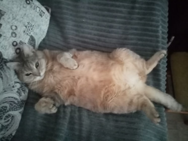 Соня, 16 лет, г. Москва