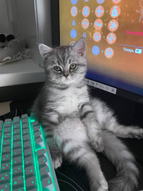 Котенок Мэсси, шотландец