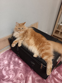 Кот Степан, г. Белогорск