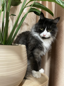 Степан, немножко мейн-кун, из Сковородино