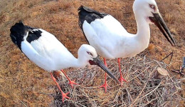 Амурский эколог Антон Сасин объявил о сборе средств на онлайн-наблюдение за гнездом аистов