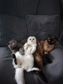 Борис, Томас, Мейсон