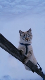 Тигра Тея, 9 месяцев, г. Зея