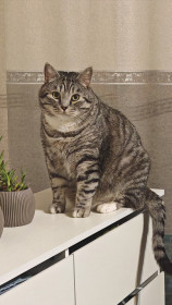 Фергус, шотландец. г Благовещенск