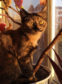 Солнечная кошечка Мия, г. Благовещенск