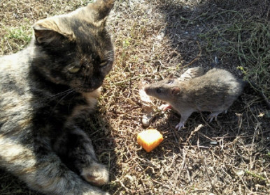 Кошка Лиза. с. Козьмодемьяновка