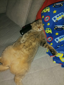 Бетти, вислоухая шотландка. с. Сосновый Бор, Зейский округ