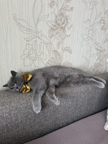 Царь Грэй, 12 лет, г. Зея