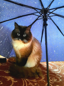 Асти, невская маскарадная, г. Зея