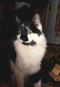 Тим, сибирский кот. г. Зея