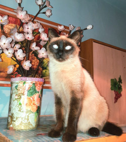 Мия, сиамская кошка, г. Зея