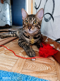 Бруно, бенгальский кот. г. Зея