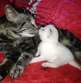 Алиса  с дочей , г. Зея