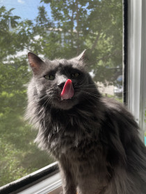 Цезарь, порода дворянский нибелунг, г. Благовещенск