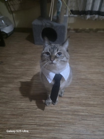 Симка, 5 лет. г. Благовещенск