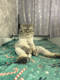 Тайсон, шотландец вислоухий