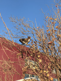 Кот Тимофей. Март, коты прилетели...