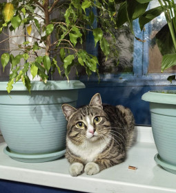 Барсик, мой любимый кот