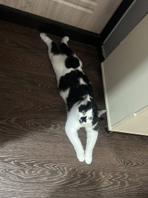 Том, курильский бобтейл, 3 года. г. Зея