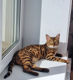 Оливия бенгальской породы, 3 года