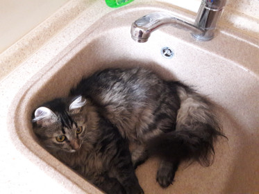 Кошечка Мона