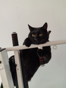 Кот Котофон, 2 года, 6,5 кг