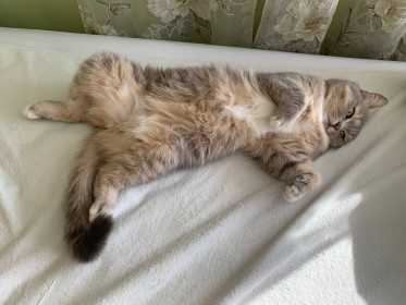 Ася, британка. г. Благовещенск