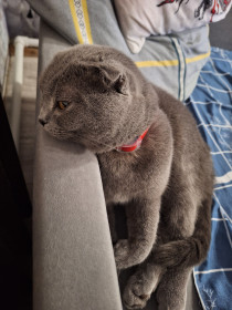 Шустрый (Суслик), шотландский вислоухий кот. с. Белогорье