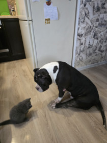 Марсель, британец, 2 месяца. г. Санкт-Петербург