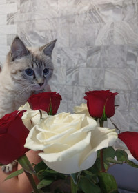 Пуляша, 1 год, с. Старая Райчиха, Бурейский округ