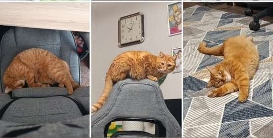 Кошка Ларси