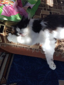 Кошка Пуша, 6 лет. Зейский округ