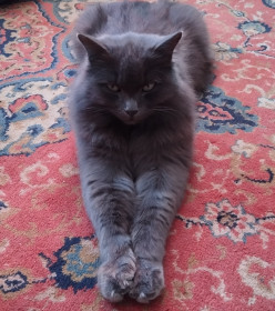 Тимофей, 5 лет