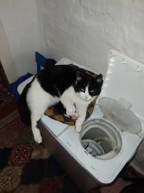 Милая Мила, 5 лет❤️