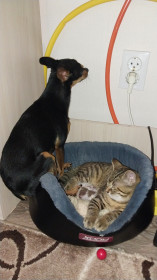 Муся (Бусинка)