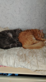 Мила и Тесса ❤️