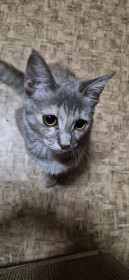 Кошка Сиренка