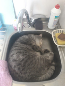 Кот Пуша, креативщик шотландской породы