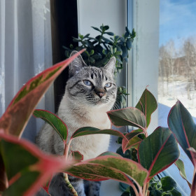 Персик, тайский кот, г. Зея