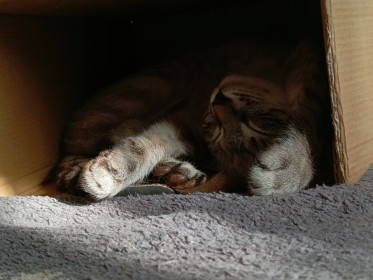 Юки, 7 месяцев.  г. Зея