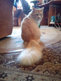 Пыжон, 4 года. г. Зея