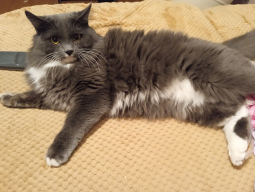 Тайсон, 5 лет