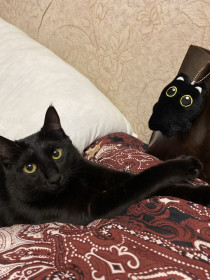 Марсик, 1 год, г. Зея