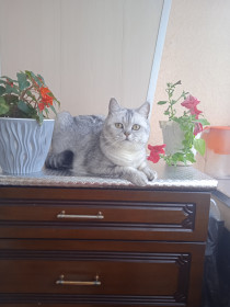 Барон, шотландец