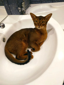 Нанки-Пу (или Алиса), абиссин, г. Благовещенск