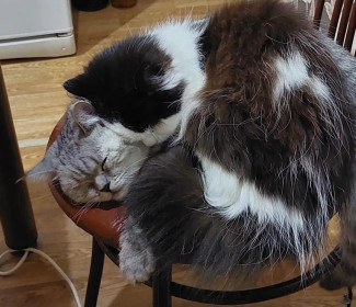 Мася (16 лет) и Кнопа