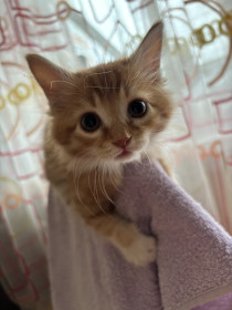 Кот Персик, мейн-кун. г. Благовещенск