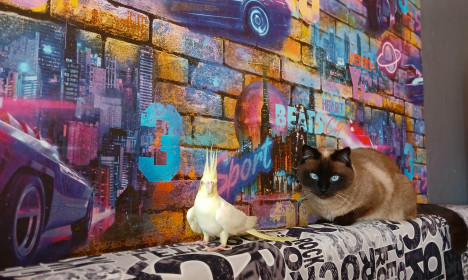 Сима ( кошка) и Лейн на фотосессии