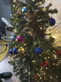 Муня, г. Зея